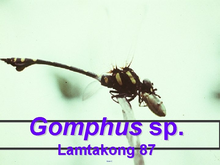 Gomphus sp. Lamtakong 87 