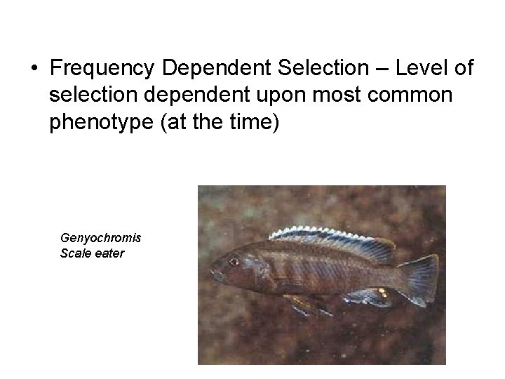  • Frequency Dependent Selection – Level of selection dependent upon most common phenotype