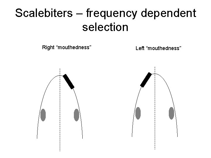 Scalebiters – frequency dependent selection Right “mouthedness” Left “mouthedness” 