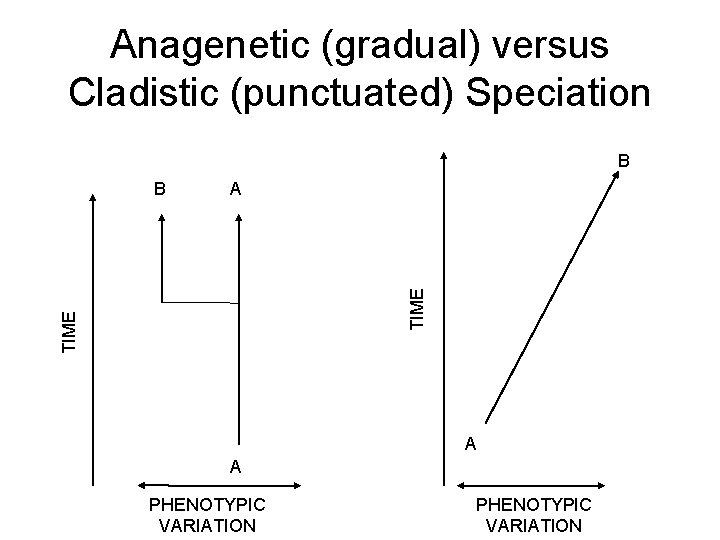 Anagenetic (gradual) versus Cladistic (punctuated) Speciation B A TIME B A A PHENOTYPIC VARIATION
