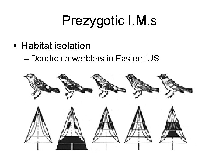 Prezygotic I. M. s • Habitat isolation – Dendroica warblers in Eastern US 