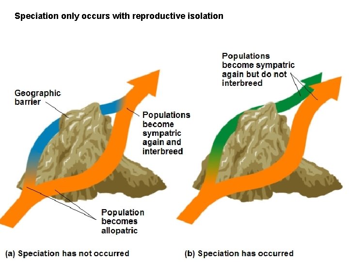Speciation only occurs with reproductive isolation 