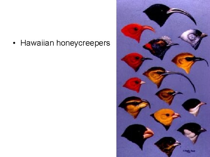  • Hawaiian honeycreepers 