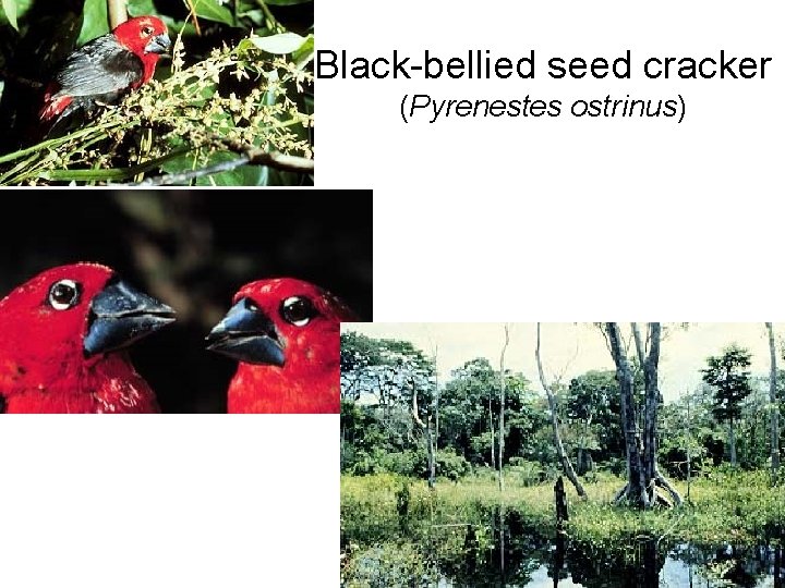 Black-bellied seed cracker (Pyrenestes ostrinus) 