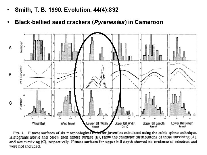  • Smith, T. B. 1990. Evolution. 44(4): 832 • Black-bellied seed crackers (Pyrenestes)