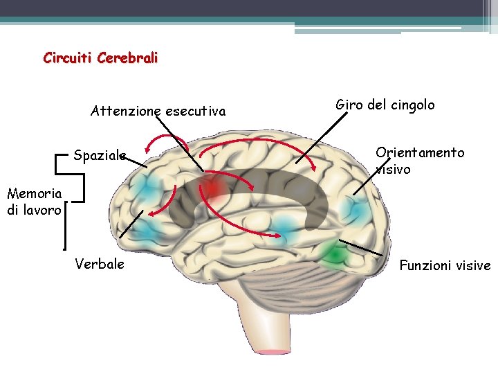 Circuiti Cerebrali Attenzione esecutiva Spaziale Giro del cingolo Orientamento visivo Memoria di lavoro Verbale