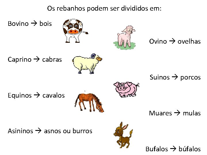 Os rebanhos podem ser divididos em: Bovino bois Ovino ovelhas Caprino cabras Suinos porcos