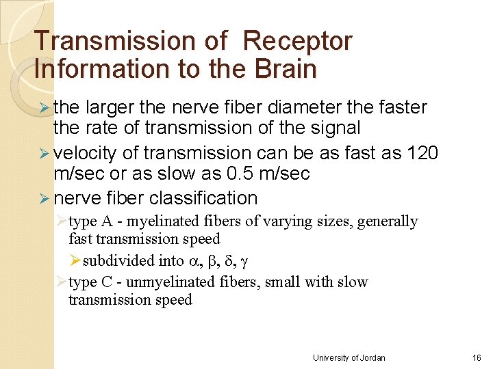 Transmission of Receptor Information to the Brain Ø the larger the nerve fiber diameter Transmission of Receptor Information to the Brain Ø the larger the nerve fiber diameter