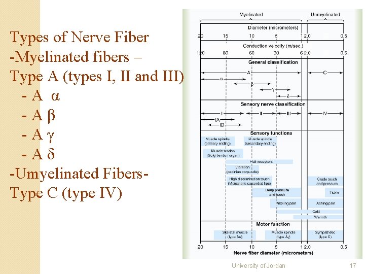 Types of Nerve Fiber -Myelinated fibers – Type A (types I, II and III) Types of Nerve Fiber -Myelinated fibers – Type A (types I, II and III)