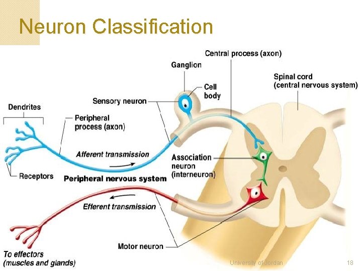 Neuron Classification University of Jordan 18 Neuron Classification University of Jordan 18