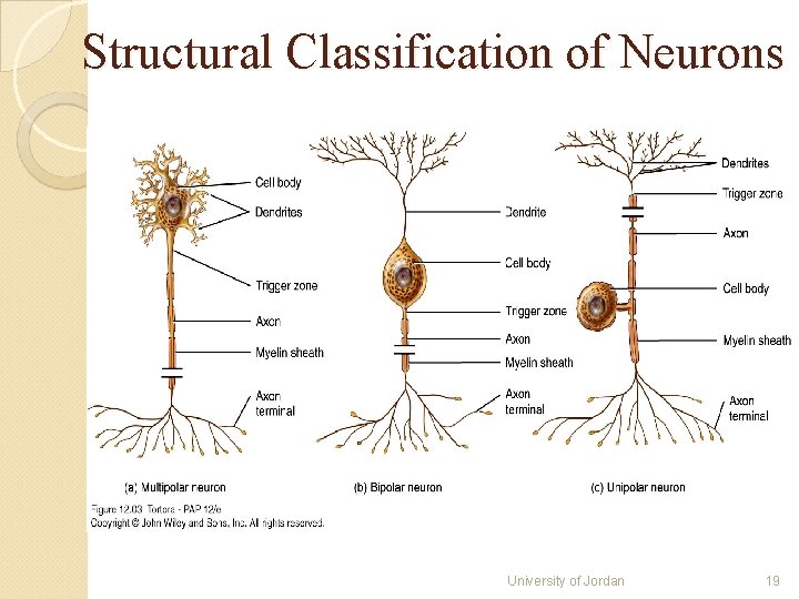 Structural Classification of Neurons University of Jordan 19 Structural Classification of Neurons University of Jordan 19