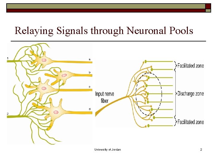 Relaying Signals through Neuronal Pools University of Jordan 2 Relaying Signals through Neuronal Pools University of Jordan 2