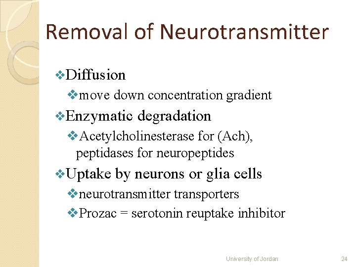 Removal of Neurotransmitter v. Diffusion vmove down concentration gradient v. Enzymatic degradation v. Acetylcholinesterase Removal of Neurotransmitter v. Diffusion vmove down concentration gradient v. Enzymatic degradation v. Acetylcholinesterase