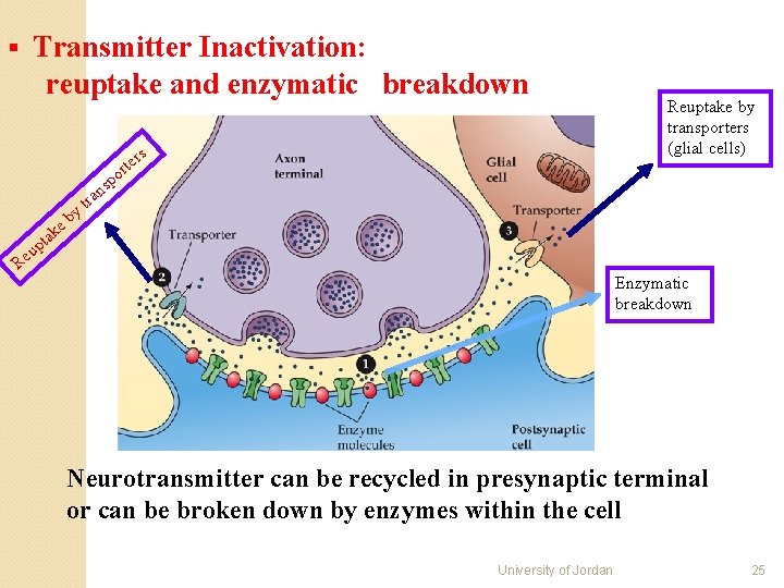 § Transmitter Inactivation: reuptake and enzymatic breakdown s tr er po y b e § Transmitter Inactivation: reuptake and enzymatic breakdown s tr er po y b e