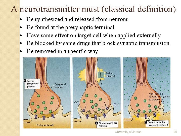 A neurotransmitter must (classical definition) • • • Be synthesized and released from neurons A neurotransmitter must (classical definition) • • • Be synthesized and released from neurons