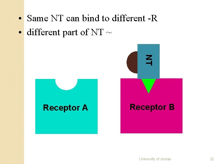 • Same NT can bind to different -R • different part of NT • Same NT can bind to different -R • different part of NT