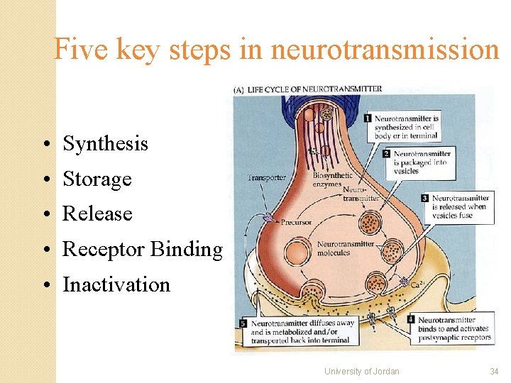 Five key steps in neurotransmission • Synthesis • Storage • Release • Receptor Binding Five key steps in neurotransmission • Synthesis • Storage • Release • Receptor Binding