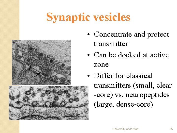 Synaptic vesicles • Concentrate and protect transmitter • Can be docked at active zone Synaptic vesicles • Concentrate and protect transmitter • Can be docked at active zone