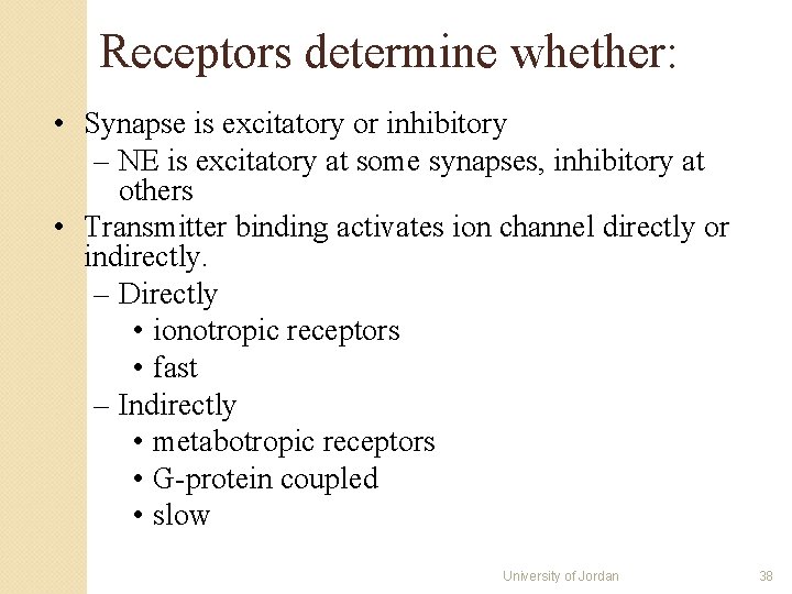 Receptors determine whether: • Synapse is excitatory or inhibitory – NE is excitatory at Receptors determine whether: • Synapse is excitatory or inhibitory – NE is excitatory at
