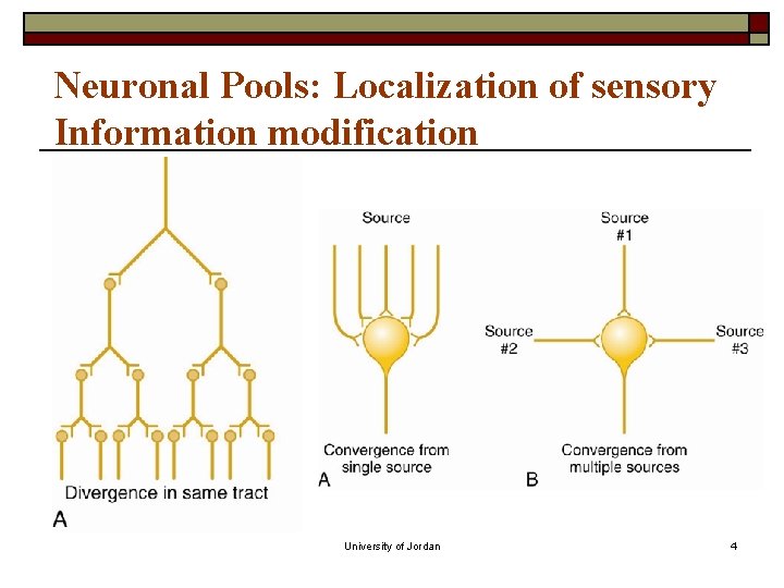Neuronal Pools: Localization of sensory Information modification University of Jordan 4 Neuronal Pools: Localization of sensory Information modification University of Jordan 4