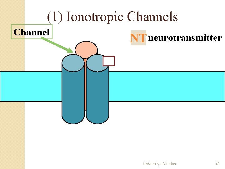 (1) Ionotropic Channels Channel NT neurotransmitter University of Jordan 40 (1) Ionotropic Channels Channel NT neurotransmitter University of Jordan 40