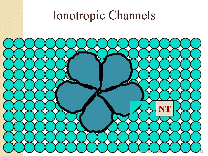 Ionotropic Channels NT University of Jordan 42 Ionotropic Channels NT University of Jordan 42