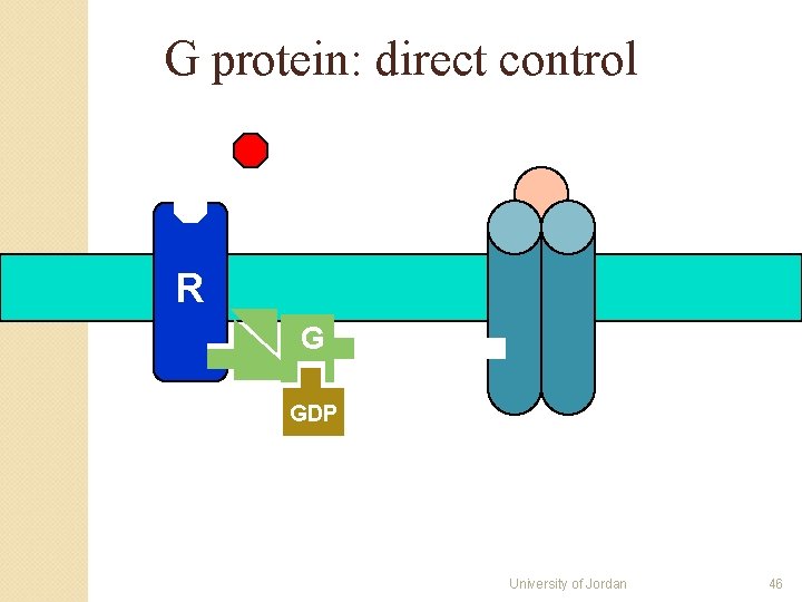 G protein: direct control R G GDP University of Jordan 46 G protein: direct control R G GDP University of Jordan 46