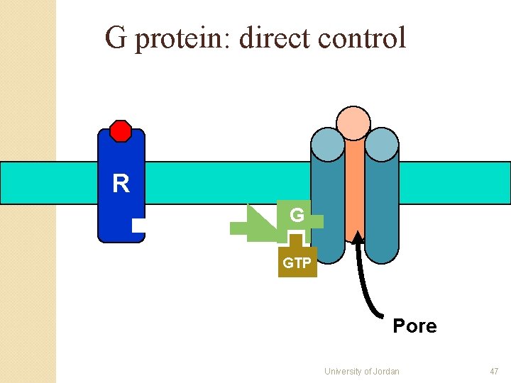 G protein: direct control R G GTP Pore University of Jordan 47 G protein: direct control R G GTP Pore University of Jordan 47