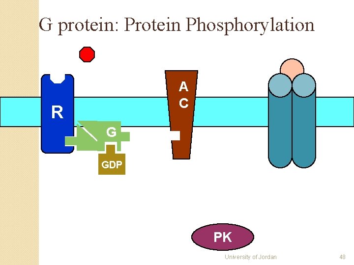 G protein: Protein Phosphorylation A C R G GDP PK University of Jordan 48 G protein: Protein Phosphorylation A C R G GDP PK University of Jordan 48