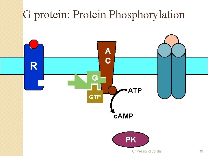 G protein: Protein Phosphorylation A C R G GTP ATP c. AMP PK University G protein: Protein Phosphorylation A C R G GTP ATP c. AMP PK University