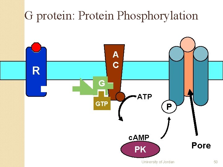 G protein: Protein Phosphorylation A C R G GTP ATP P c. AMP PK G protein: Protein Phosphorylation A C R G GTP ATP P c. AMP PK