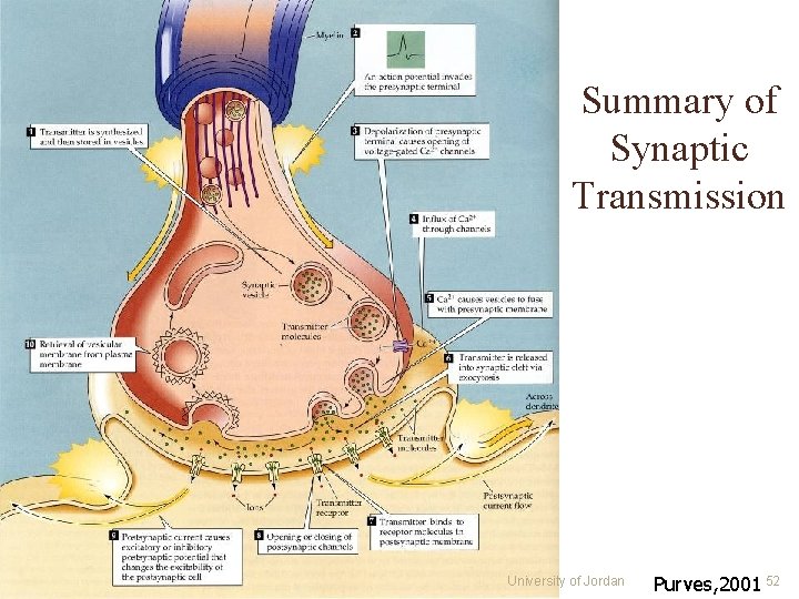 Summary of Synaptic Transmission University of Jordan Purves, 2001 52 Summary of Synaptic Transmission University of Jordan Purves, 2001 52