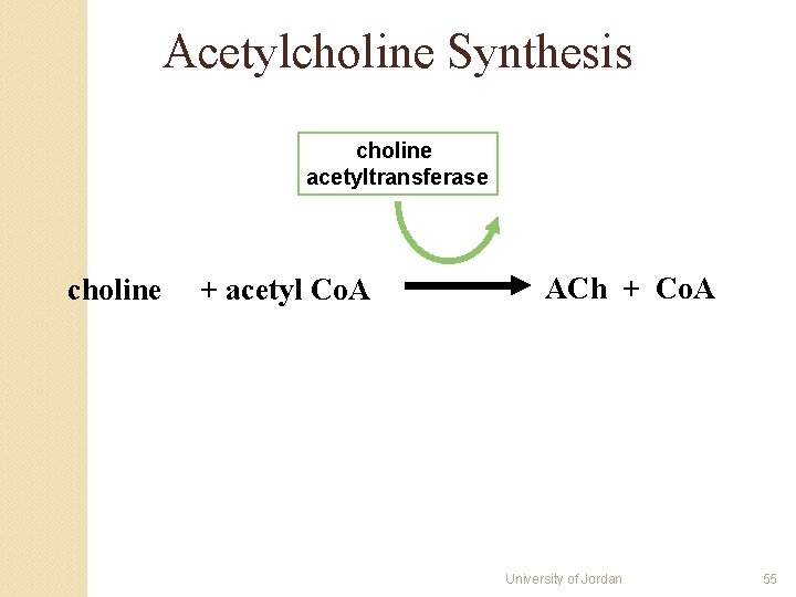 Acetylcholine Synthesis choline acetyltransferase choline + acetyl Co. A ACh + Co. A University Acetylcholine Synthesis choline acetyltransferase choline + acetyl Co. A ACh + Co. A University