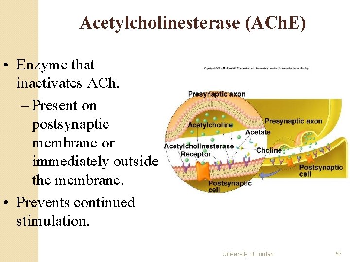 Acetylcholinesterase (ACh. E) • Enzyme that inactivates ACh. – Present on postsynaptic membrane or Acetylcholinesterase (ACh. E) • Enzyme that inactivates ACh. – Present on postsynaptic membrane or