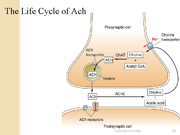 The Life Cycle of Ach University of Jordan 58 The Life Cycle of Ach University of Jordan 58