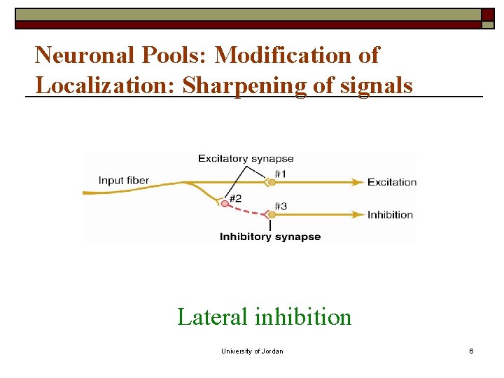 Neuronal Pools: Modification of Localization: Sharpening of signals Lateral inhibition University of Jordan 6 Neuronal Pools: Modification of Localization: Sharpening of signals Lateral inhibition University of Jordan 6