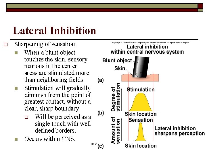 Lateral Inhibition o Sharpening of sensation. n When a blunt object touches the skin, Lateral Inhibition o Sharpening of sensation. n When a blunt object touches the skin,
