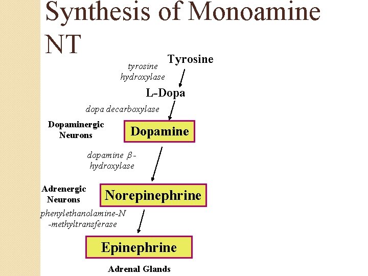 Synthesis of Monoamine NT Tyrosine tyrosine hydroxylase L-Dopa decarboxylase Dopaminergic Neurons Dopamine dopamine hydroxylase Synthesis of Monoamine NT Tyrosine tyrosine hydroxylase L-Dopa decarboxylase Dopaminergic Neurons Dopamine dopamine hydroxylase