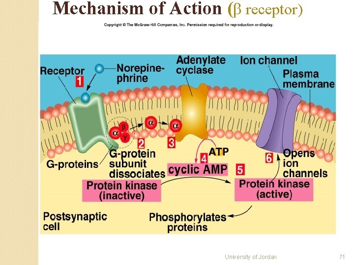 Mechanism of Action ( receptor) University of Jordan 71 Mechanism of Action ( receptor) University of Jordan 71