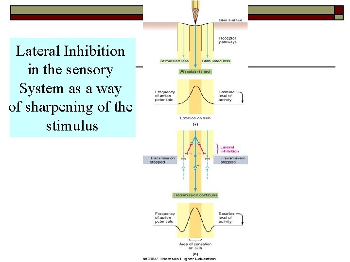 Lateral Inhibition in the sensory System as a way of sharpening of the stimulus Lateral Inhibition in the sensory System as a way of sharpening of the stimulus
