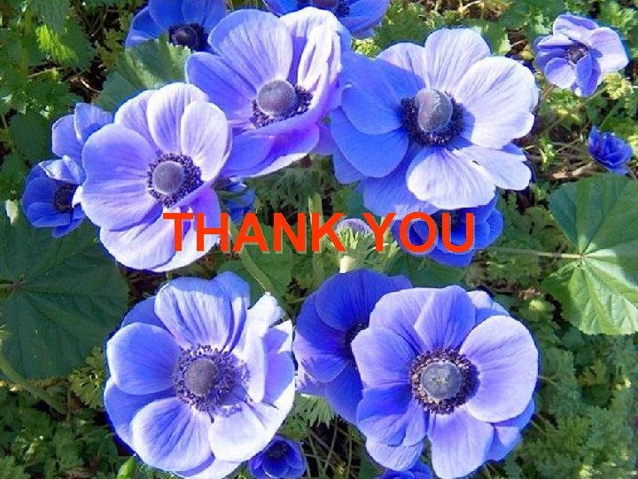 THANK YOU THANK YOU