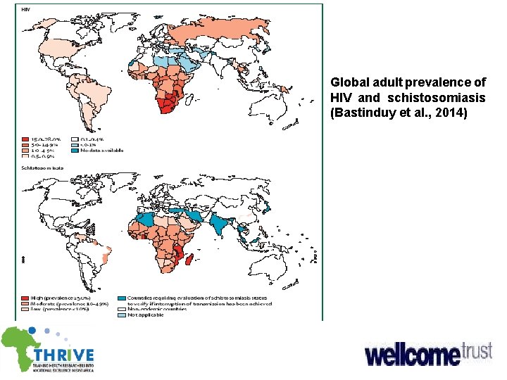 Global adult prevalence of HIV and schistosomiasis (Bastinduy et al. , 2014) 