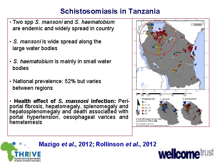 Schistosomiasis in Tanzania • Two spp S. mansoni and S. haematobium are endemic and