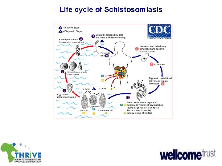 Life cycle of Schistosomiasis 