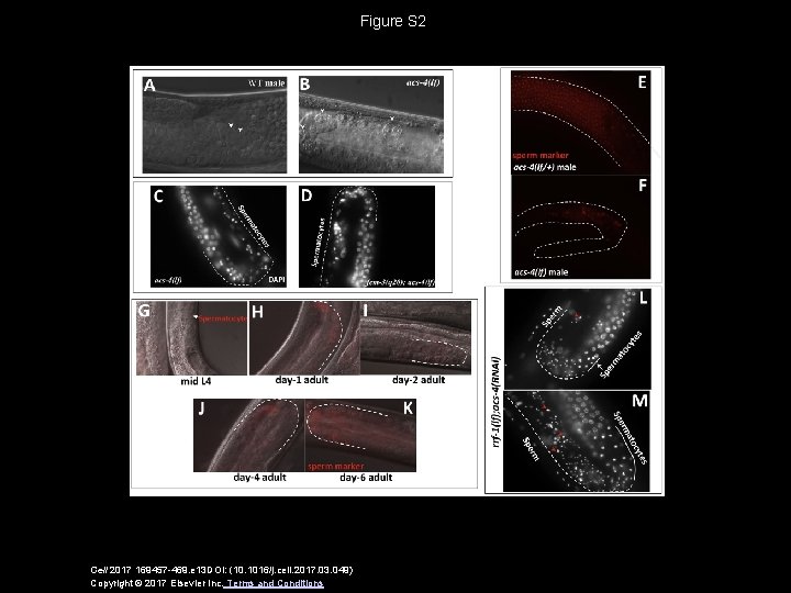 Figure S 2 Cell 2017 169457 -469. e 13 DOI: (10. 1016/j. cell. 2017.