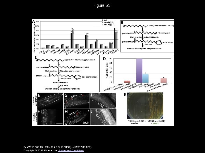 Figure S 3 Cell 2017 169457 -469. e 13 DOI: (10. 1016/j. cell. 2017.