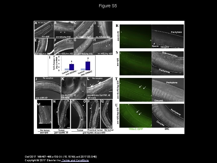 Figure S 5 Cell 2017 169457 -469. e 13 DOI: (10. 1016/j. cell. 2017.
