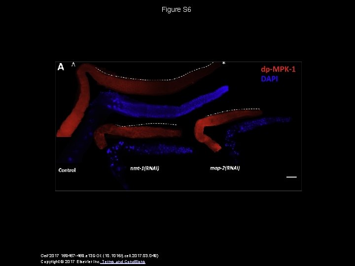 Figure S 6 Cell 2017 169457 -469. e 13 DOI: (10. 1016/j. cell. 2017.