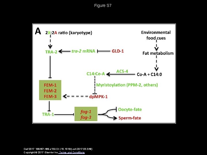 Figure S 7 Cell 2017 169457 -469. e 13 DOI: (10. 1016/j. cell. 2017.