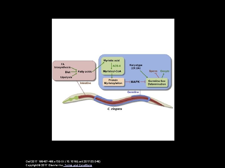 Cell 2017 169457 -469. e 13 DOI: (10. 1016/j. cell. 2017. 03. 049) Copyright